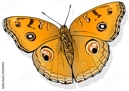 Peacock Pansy - Beautiful Butterfly Isolated on White Background, Vector Illustration