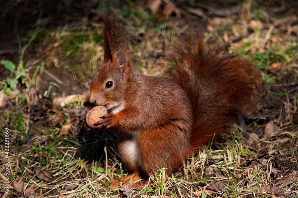 ruda wiewiórka