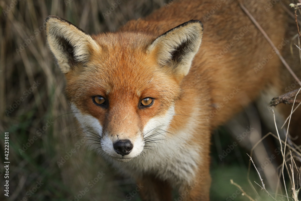Fototapeta premium A wild Red Fox, Vulpes vulpes, hunting in a field . 