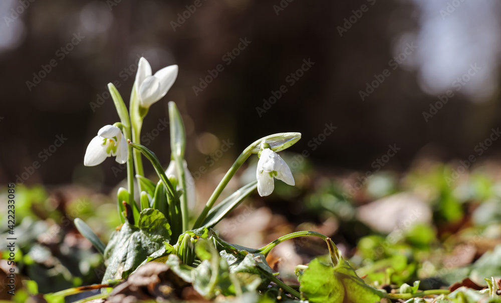 Sunny meadow with the first snowdrops in early spring Sunny meadow with the first snowdrops in early spring