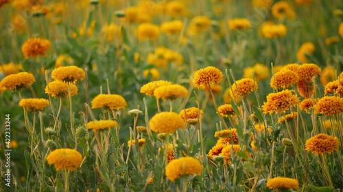 Close still shot of flowers in a field, Marigold flowers in a field