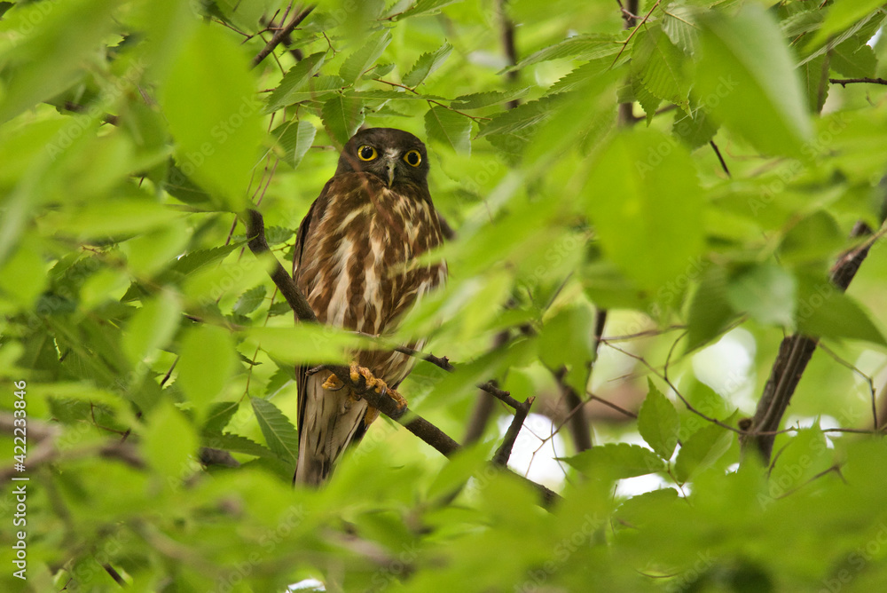 欅の枝からアイコンタクトする野鳥アオバズク