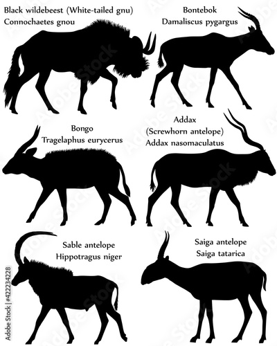 Collection of different species of antelopes in silhouette: black wildebeest (white-tailed gnu), bontebok, bongo, addax (screwhorn antelope), sable antelope, saiga antelope photo