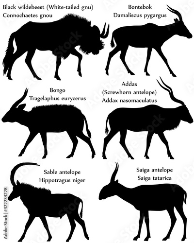 Collection of different species of antelopes in silhouette: black wildebeest (white-tailed gnu), bontebok, bongo, addax (screwhorn antelope), sable antelope, saiga antelope