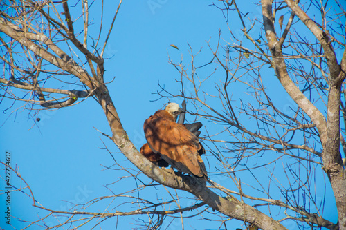 Birds of Brazil: Black-collared hawk (Busarellus nigricollis) in a tree in front of blue sky on the Transpantaneira, Pantanal in Mato Grosso, Brazil photo