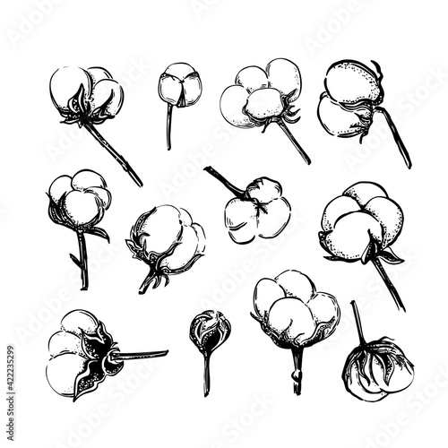 Vintage sketch illustration with black cotton flower sketch set on soft white background. Vintage nature illustration, isolated. Hand drawn style vector.