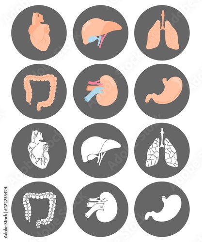 Icons with internal organs in rounds. Isolated on white background. Vector illustration. Lungs, heart, liver, stomach, guts, kidney. Colorful and black and white. Web, social media, messenger icons. 