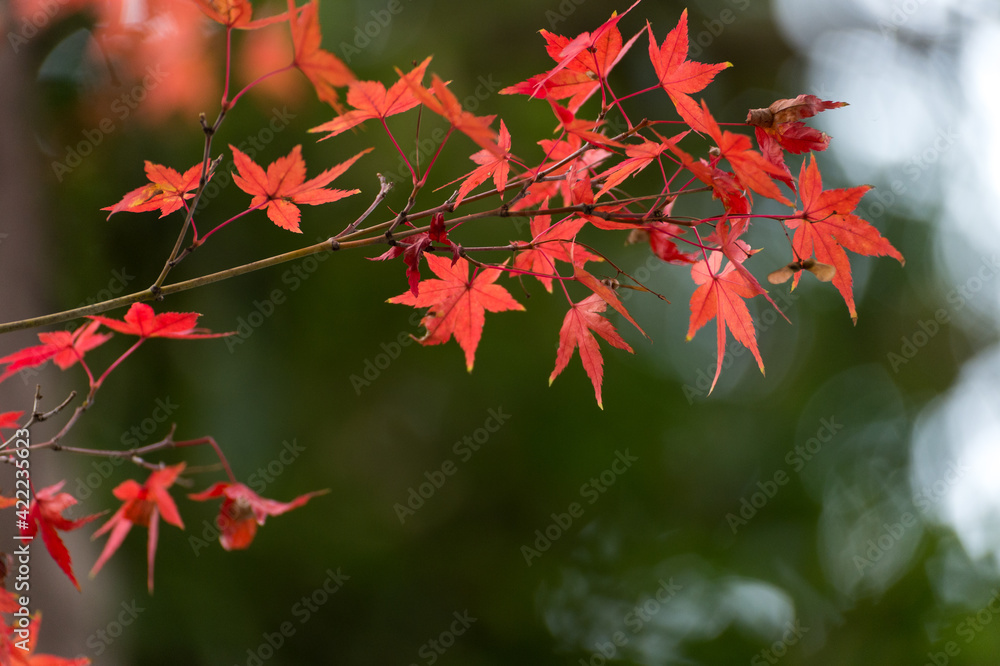 Autumn leafs of Japanese maple in sunshine day. Autumn leafs of Japanese maple in sunshine day.