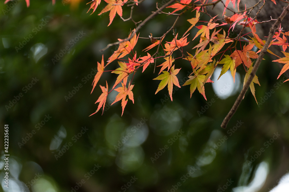 Autumn leafs of Japanese maple in sunshine day. Autumn leafs of Japanese maple in sunshine day.