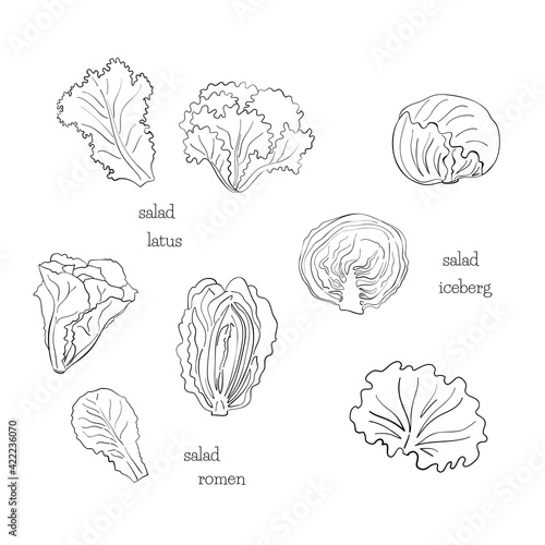 Green salad line ink black set leaves draw iceberg on white background. Design element. Vector sketch isolated illustration. Hand drawn cooking food.