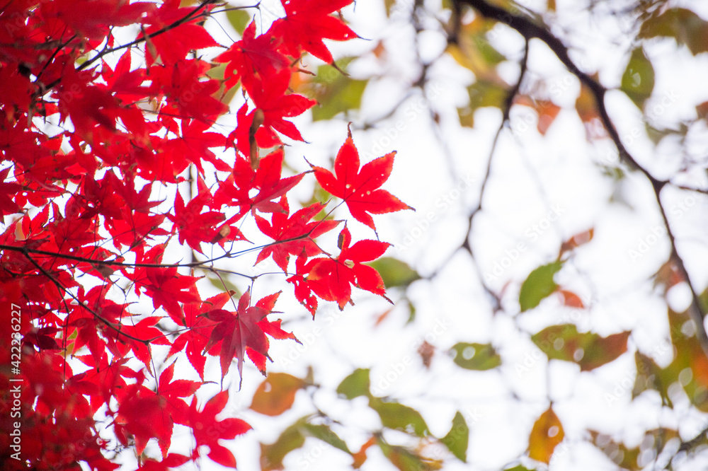 Autumn leafs of Japanese maple in sunshine day. Autumn leafs of Japanese maple in sunshine day.