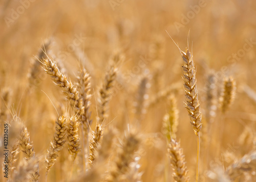 The concept of a rich harvest. Wheat field with ears of golden wheat. Beautiful agricultural fields sunset landscape. Ripe ears rural nature scenery background. close-up, selective focus