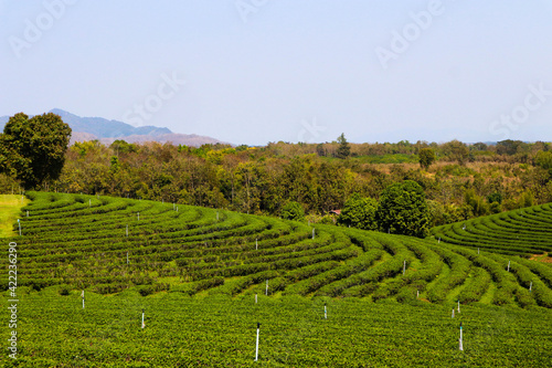 tea plantations in morning view. photo