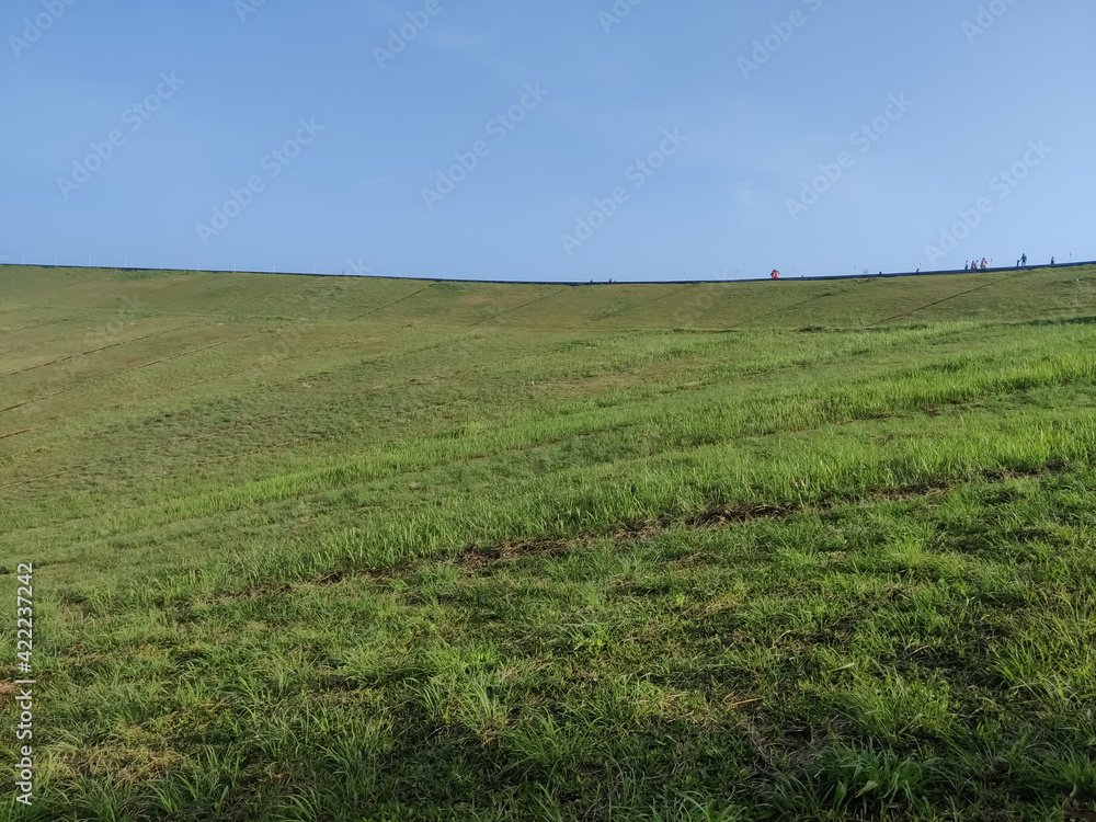 Fototapeta premium Green meadow under the blue sky