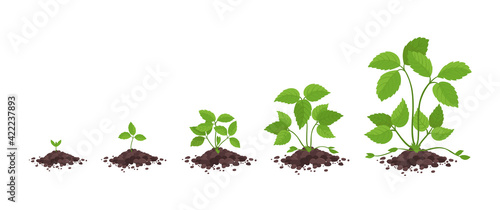 Strawberry plant growth stages. Without flowers and fruits only grass leaves. Fragaria development. Vector infographic.