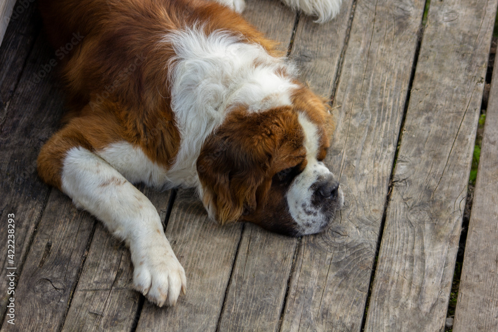 Above view of sad mountain dog lying down on wooden walkway