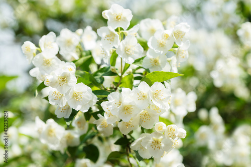 jasmine flowers in a garden