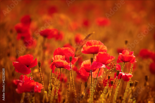 red poppies in the field