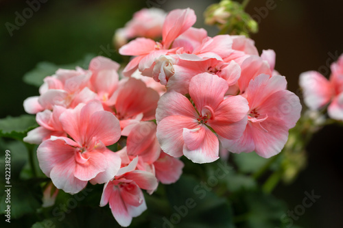 Fototapeta Naklejka Na Ścianę i Meble -  geranium flowers in a garden