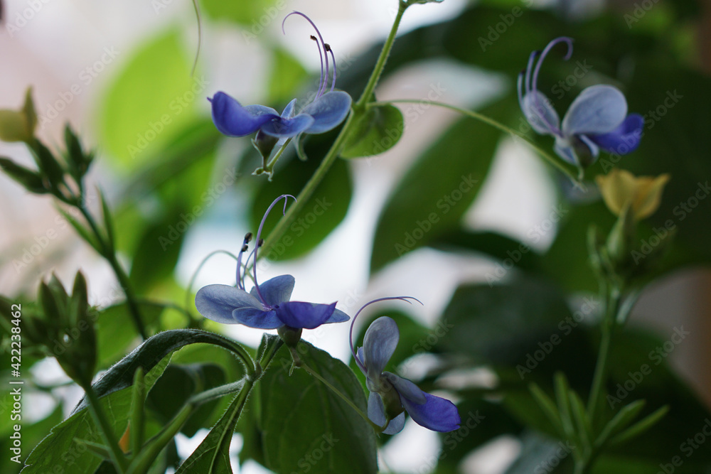 close-up of a beautiful, decorative leaf and blue flower of a house plant clerodendrum ugandense close-up of a beautiful, decorative leaf and blue flower of a house plant clerodendrum ugandense