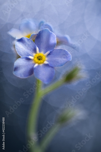blue and yellow flowers