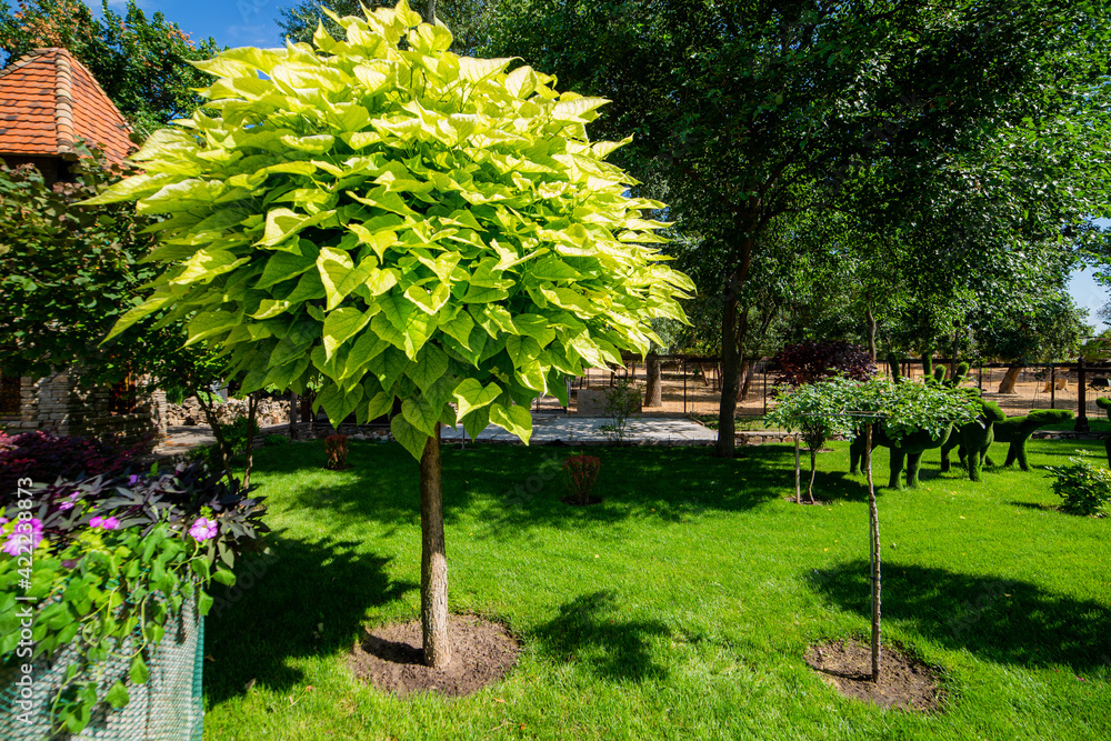 catalpa with a beautiful crown on the green grass on in summer day