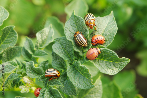 Colorado beetles and their larvae eat the potato leaf. Sunlight. photo