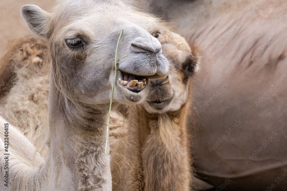 Fototapeta premium Bactrian Camel (Camelus bactrianus)