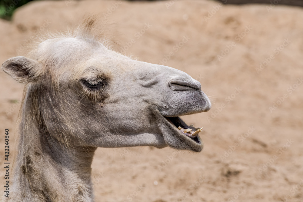 Fototapeta premium Bactrian Camel (Camelus bactrianus)