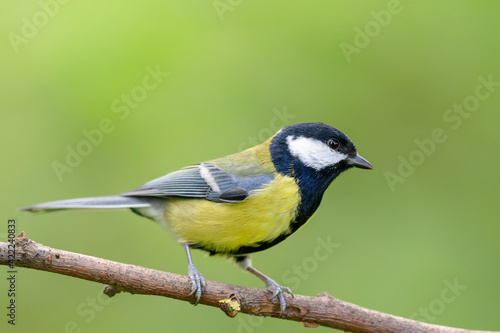 Blue Tit (Cyanistes caeruleus) in autumn.