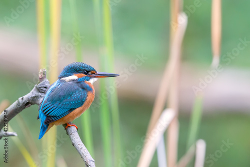 Eurasian kingfisher (Alcedo atthis) sitting on his perch in autumn.
