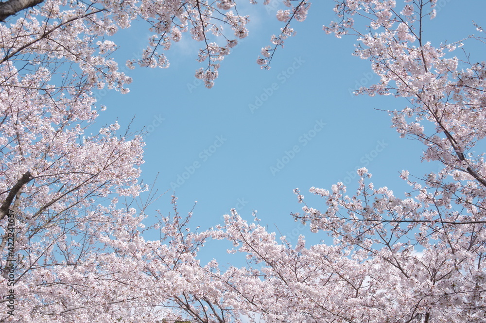 桜の花を見上げる　桜と青空