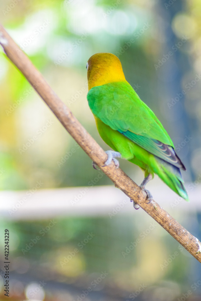 fischeri lovebird parrot on branch of tree fischeri lovebird parrot on branch of tree