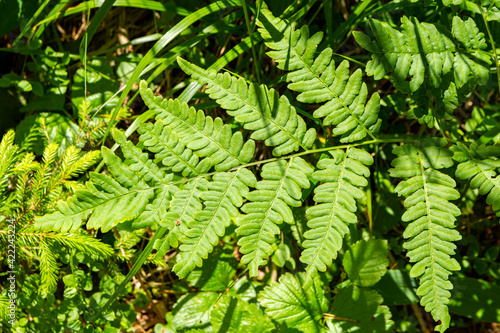 Green leaf of the fern in the forest  Arboretum Mustila  Finland