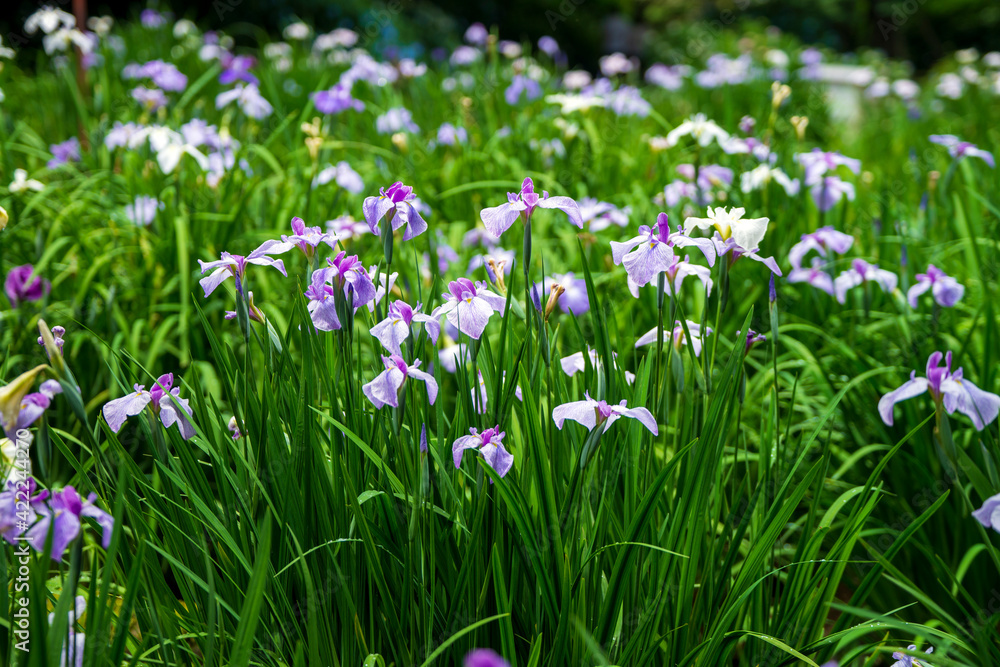 卯辰山公園 花菖蒲園 卯辰山公園 花菖蒲園