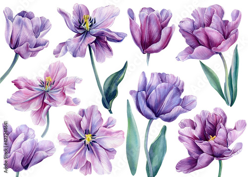 Set of flowers on an isolated white background. Watercolor illustrations. Purple tulips