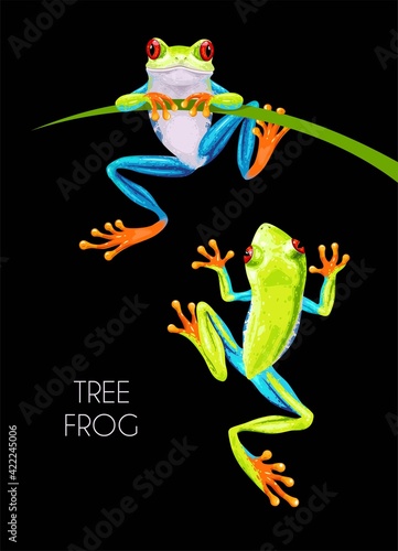 Fototapeta Vector illustration of high detailed tree frog