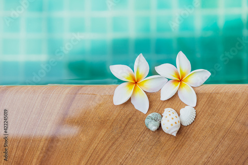 Beautiful plumeria flower over blurred pool water background  summer and spring season concept  outdoor day light  spa and wellness background idea