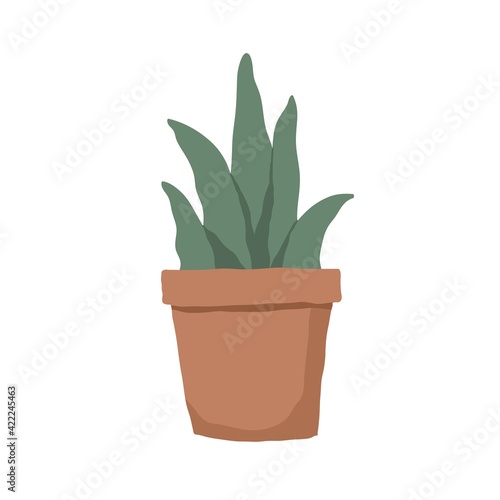 Succulent in pot isolated on white background. Interior plant with fleshy leaves growing in planter. Colored flat vector illustration of houseplant