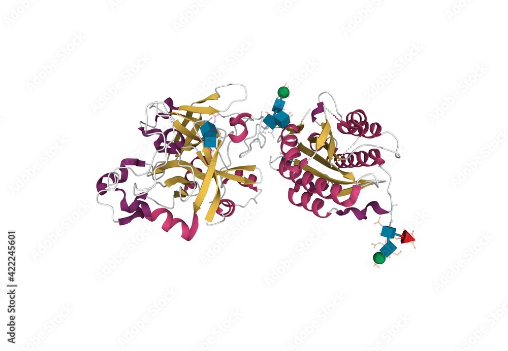 Structure of the complement component C2a, 3D cartoon model with differently colored elements of the secondary structure, white background