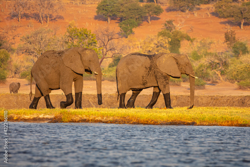 Photography Two African elephants (Loxodonta africana) walk in the grass on the bank of the