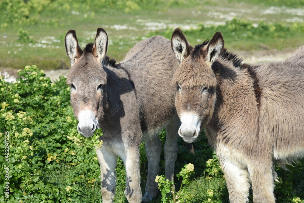 Donkeys in the marshes (ânes dans les marais). France Donkeys in the marshes (ânes dans les marais). France