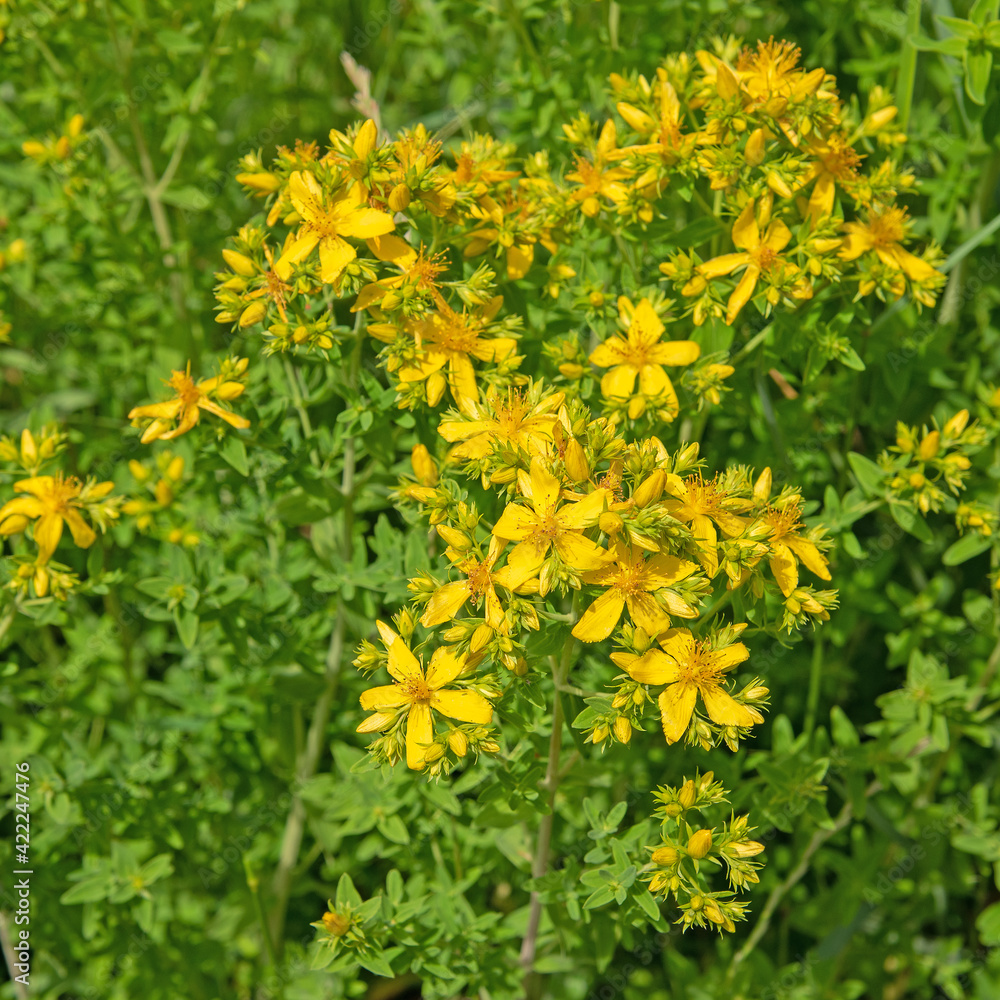 Obraz premium Blühendes Johanniskraut, Hypericum perforatum, in der Wildnis