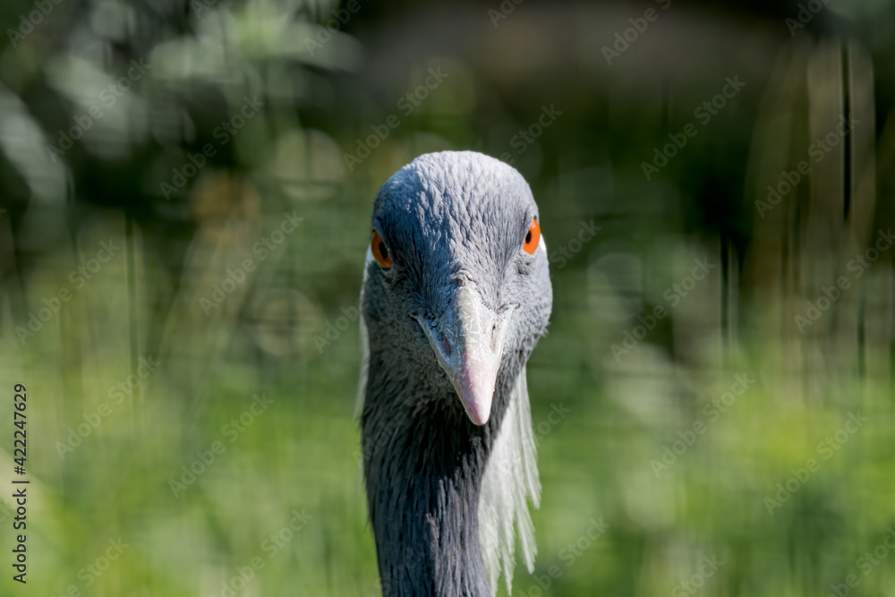 Fototapeta premium Demoiselle Crane (Anthropoides virgo)