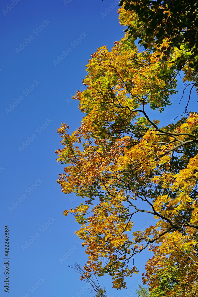Nice weather in the autumn city park. Nice weather in the autumn city park.