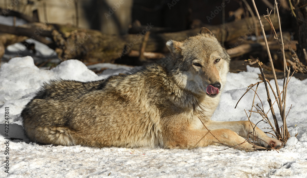 Obraz premium One-eared Eurasian wolf (Canis lupus lupus) lies in snow and licks