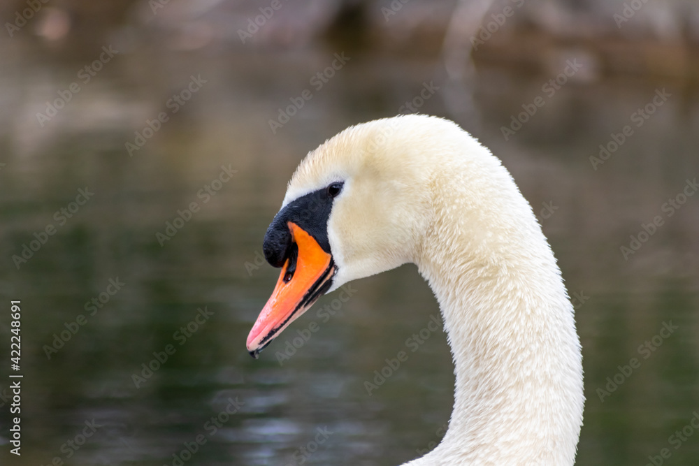 White mute swan cygnus olor grooming its white plumage and white feathers with orange beak to clean feathers and grease feathering to swim and keep warm when swimming on a lake as graceful waterbird White mute swan cygnus olor grooming its white plumage and white feathers with orange beak to clean feathers and grease feathering to swim and keep warm when swimming on a lake as graceful waterbird