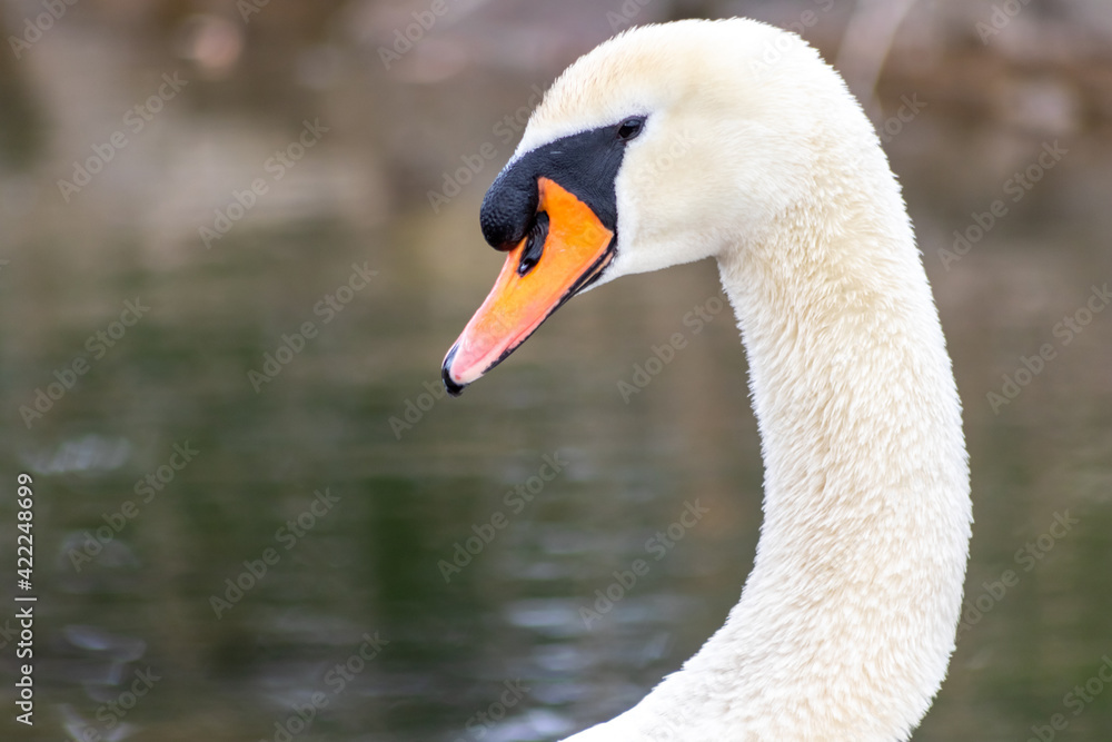 White mute swan cygnus olor grooming its white plumage and white feathers with orange beak to clean feathers and grease feathering to swim and keep warm when swimming on a lake as graceful waterbird White mute swan cygnus olor grooming its white plumage and white feathers with orange beak to clean feathers and grease feathering to swim and keep warm when swimming on a lake as graceful waterbird