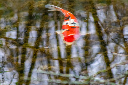 Colorful koi carp in garden pond is an expensive koi fish with orange and red structure as valuable investment of Japan Asian koi lovers for zen garden ponds and relaxation with Japanese luxury carp
