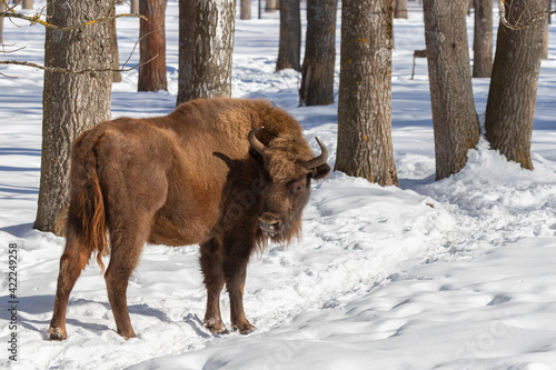 An adult  bison stands in the snow on a winter day